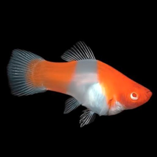Xiph.maculatus   Platy Santa